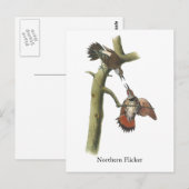 Northern Flicker, John Audubon Briefkaart (Voorkant / Achterkant)