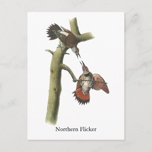 Northern Flicker, John Audubon Briefkaart (Voorkant)