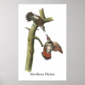 Northern Flicker, John Audubon Poster (Voorkant)