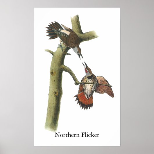 Northern Flicker, John Audubon Poster (Voorkant)