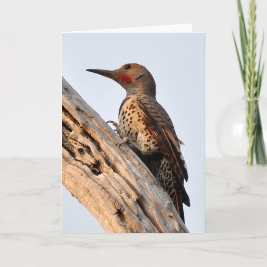 Northern Flicker van dichtbij en persoonlijk Kaart (Voorkant)