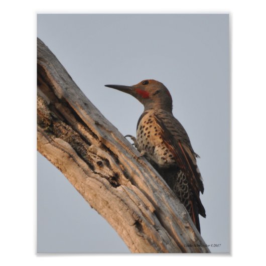 Northern Flicker Woodpecker Foto Afdruk (Voorkant)
