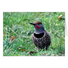 Northern Flicker Woodpecker - Frameable Art Kaart