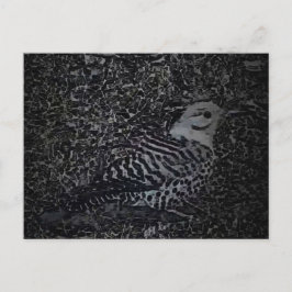 Northern Flicker Woodpecker v2 - Yard Critters Briefkaart
