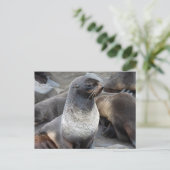 Northern Fur Seal, Alaska Briefkaart (Staand voorkant)