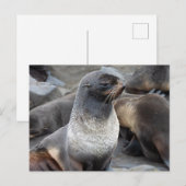 Northern Fur Seal, Alaska Briefkaart (Voorkant / Achterkant)
