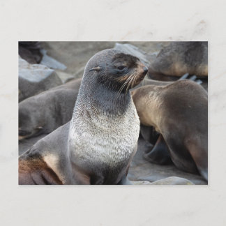 Northern Fur Seal, Alaska Briefkaart