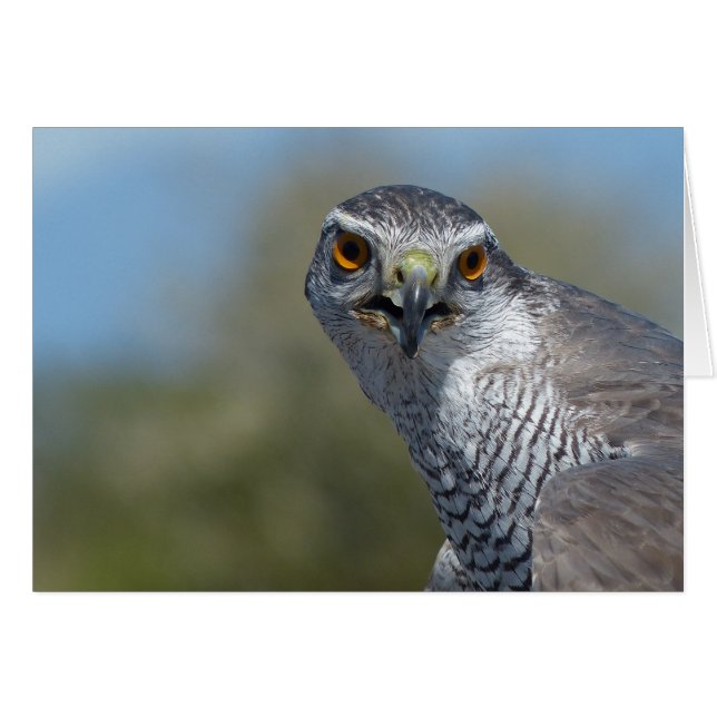 Northern Gohawk close up (Voorkant Horizontaal)