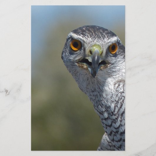 Northern Gohawk close up Briefpapier (Voorkant)