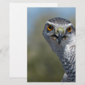 Northern Gohawk close up Briefpapier (Voorkant / Achterkant)