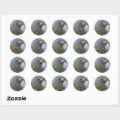 Northern Gohawk close up Ronde Sticker (Vel)