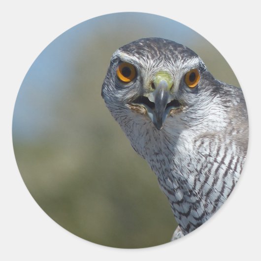 Northern Gohawk close up Ronde Sticker (Voorkant)