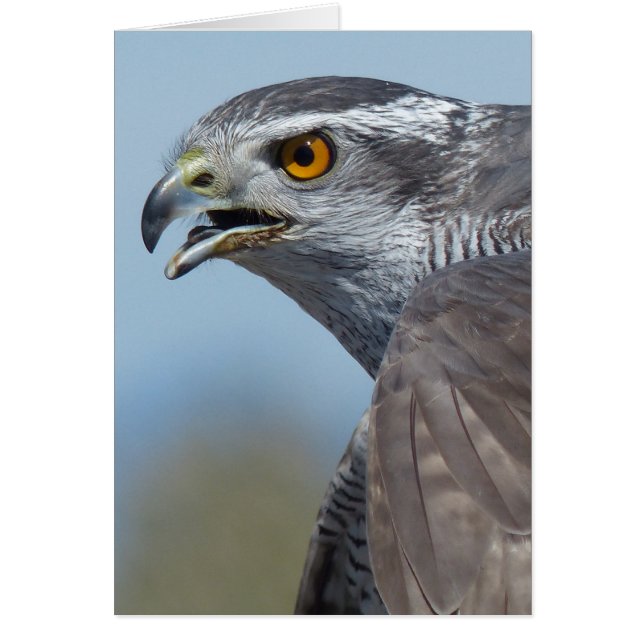 Northern Goshawk Screeching (Voorkant)