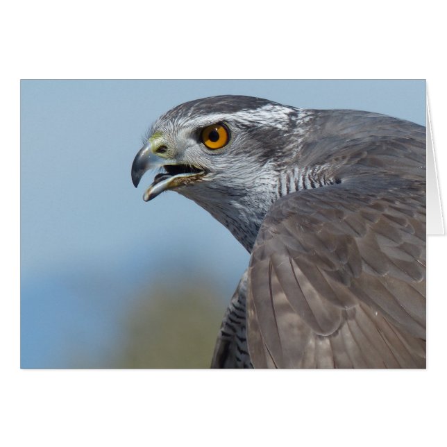 Northern Goshawk Screeching (Voorkant Horizontaal)