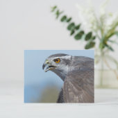 Northern Goshawk Screeching Briefkaart (Staand voorkant)