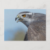 Northern Goshawk Screeching Briefkaart (Voorkant)