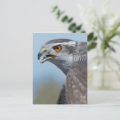 Northern Goshawk Screeching Briefkaart (Staand voorkant)