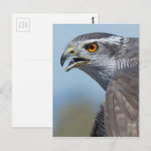 Northern Goshawk Screeching Briefkaart (Voorkant / Achterkant)