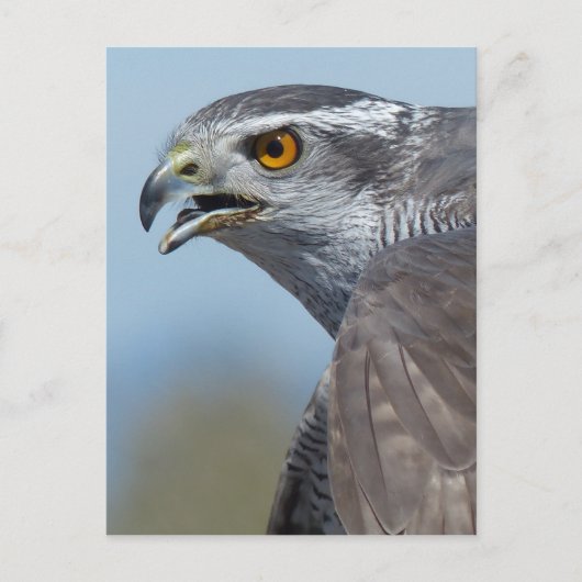 Northern Goshawk Screeching Briefkaart (Voorkant)