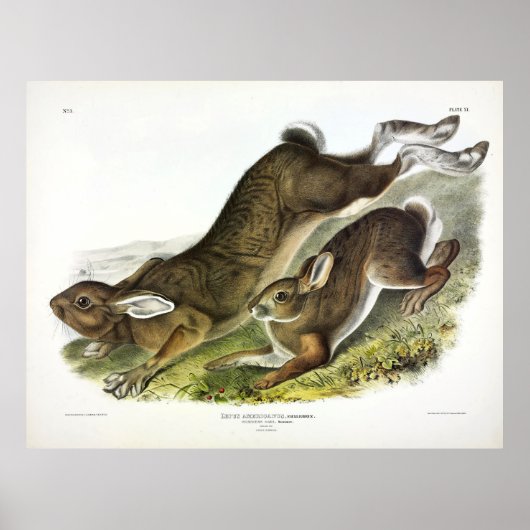 Northern Hare (Lepus Americanus) van Audubon Poster (Voorkant)