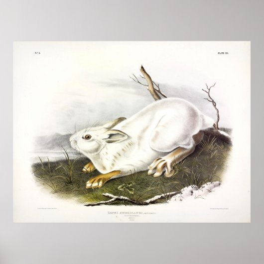 Northern Hare, winter (Snowshoe Hare) door Audubon Poster (Voorkant)