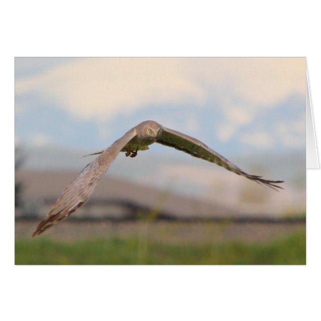 Northern Harrier (Voorkant Horizontaal)