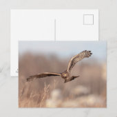 Northern Harrier Briefkaart (Voorkant / Achterkant)