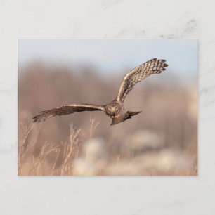 Northern Harrier Briefkaart