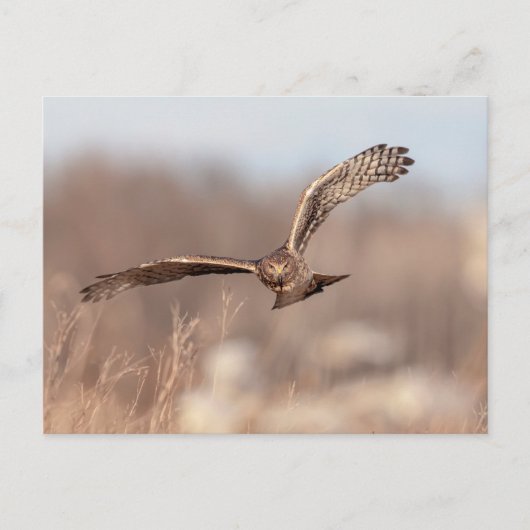 Northern Harrier Briefkaart (Voorkant)