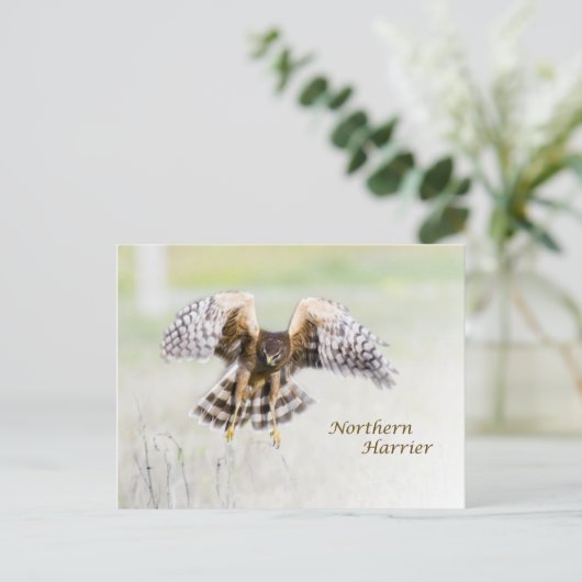 Northern Harrier Briefkaart (Staand voorkant)