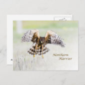 Northern Harrier Briefkaart (Voorkant / Achterkant)