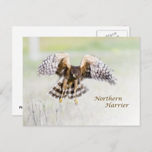 Northern Harrier Briefkaart (Voorkant / Achterkant)