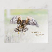 Northern Harrier Briefkaart (Voorkant)