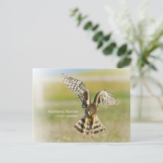Northern Harrier Briefkaart (Staand voorkant)