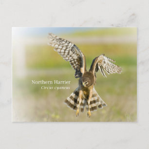 Northern Harrier Briefkaart