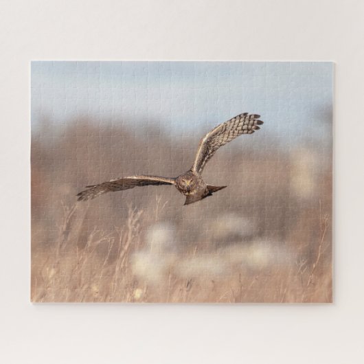 Northern Harrier Legpuzzel (Horizontaal)