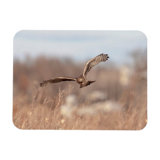 Northern Harrier Magneet (Horizontaal)