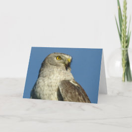Northern Harrier Notecard Kaart