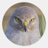 Northern Harrier Ronde Sticker (Voorkant)