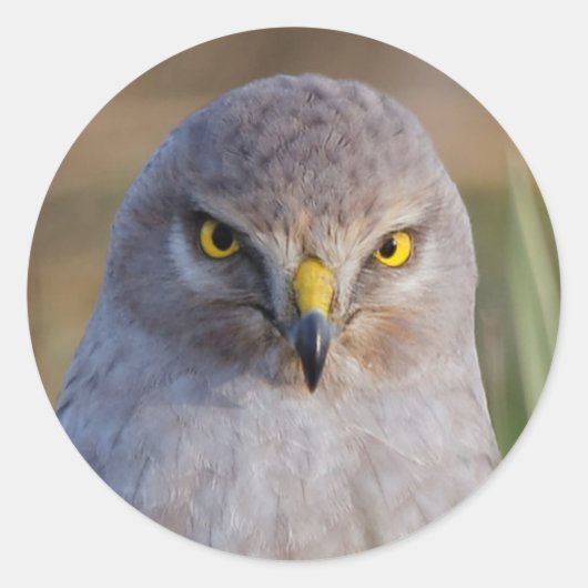 Northern Harrier Ronde Sticker (Voorkant)