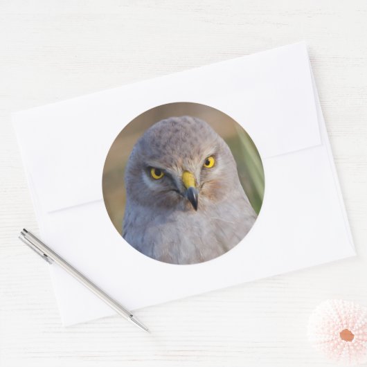 Northern Harrier Ronde Sticker (Envelop)