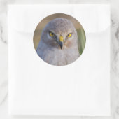 Northern Harrier Ronde Sticker (Tas)