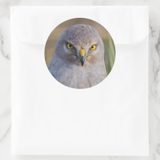 Northern Harrier Ronde Sticker (Tas)