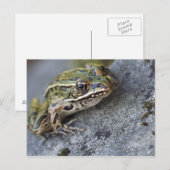 Northern Leopard frog, See-through Island; Briefkaart (Voorkant / Achterkant)
