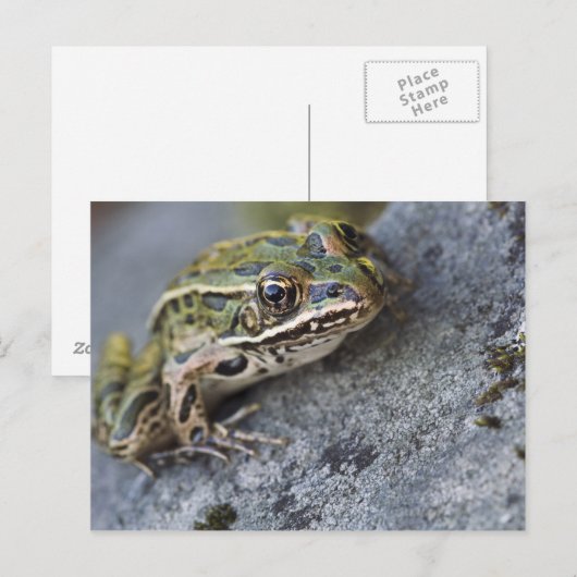 Northern Leopard frog, See-through Island; Briefkaart (Voorkant / Achterkant)