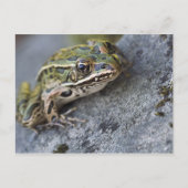Northern Leopard frog, See-through Island; Briefkaart (Voorkant)