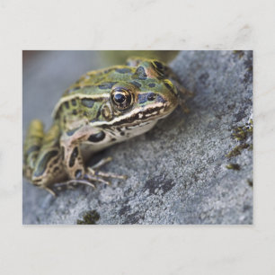 Northern Leopard frog, See-through Island; Briefkaart