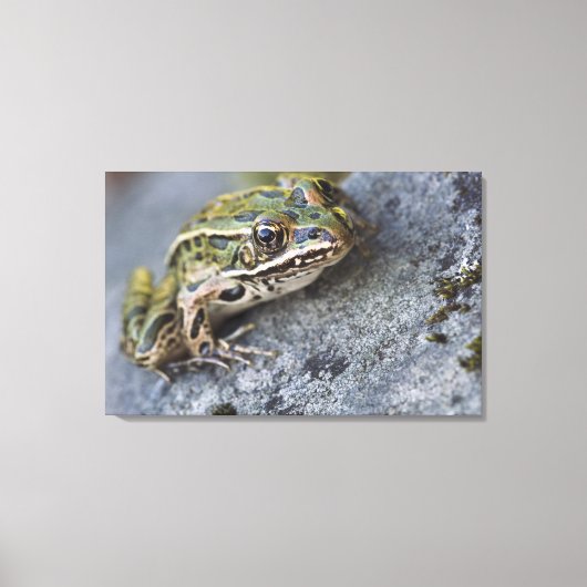 Northern Leopard frog, See-through Island; Canvas Afdruk (Voorkant)