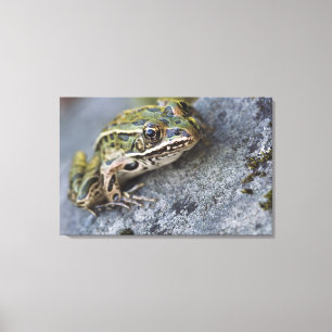 Northern Leopard frog, See-through Island; Canvas Afdruk