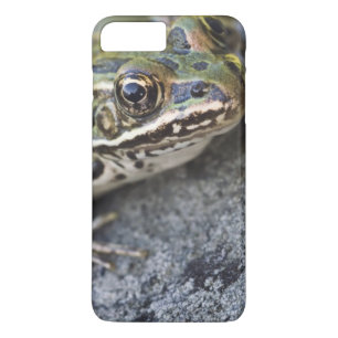 Northern Leopard frog, See-through Island; Case-Mate iPhone Case